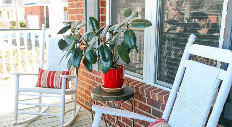 A red plant sitting on top of a table.