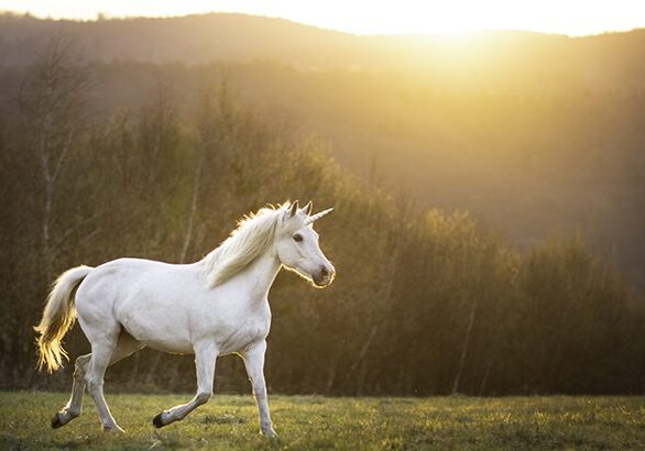 Beautiful arabian mare horse unicorn running free on meadow during sunset