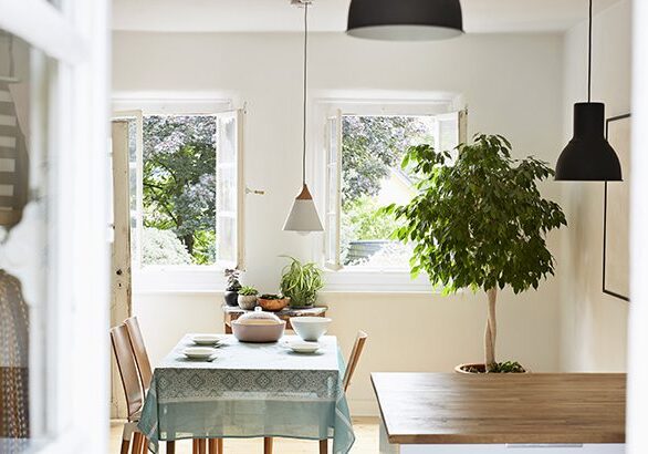 A dining room table with chairs and a potted tree.